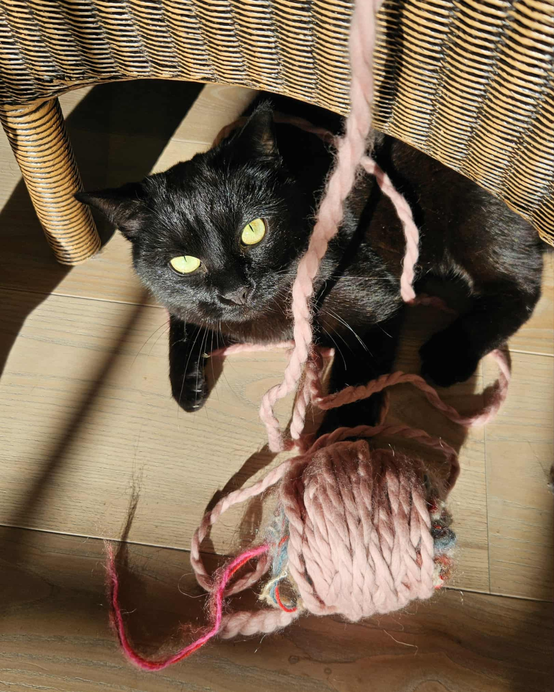 FREJASKNIT KATTEN